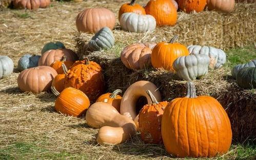 吃瓜群众 烧小麦,烧小麦现象背后的文化解读