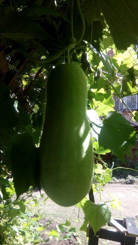 非专业吃瓜人员,非专业吃瓜者的趣味解读