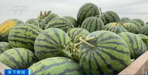 曹县吃瓜图片,一场视觉盛宴背后的故事