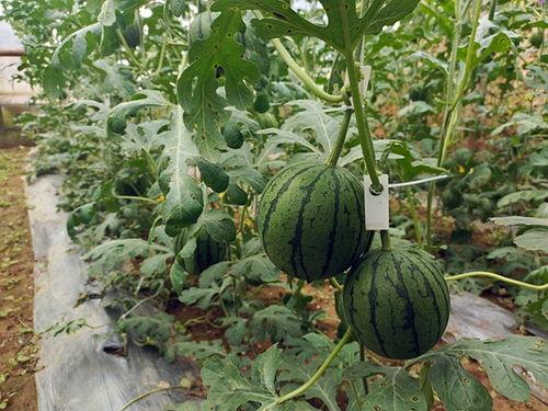 小瓜在吃啥,小瓜的美食探秘之旅