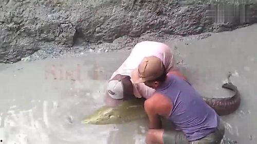 吃瓜群众鱼图片,揭秘吃瓜群众眼中的鱼世界