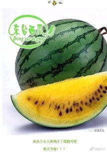 全球吃瓜酱,揭秘各国美食的独特魅力