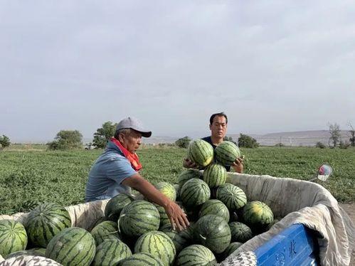都昌吃瓜,揭秘当地特色美食背后的故事
