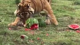 夏天吃的虎瓜,虎瓜美食探秘