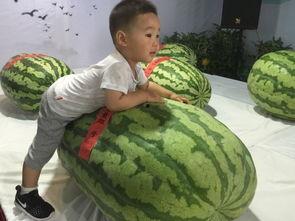 西宁最新吃瓜事件