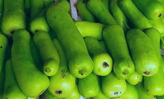 吃蒲瓜舌头麻,蒲瓜之麻