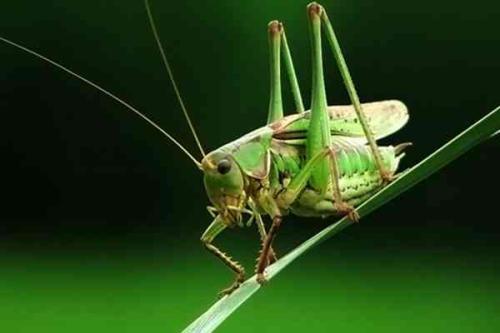 蝈蝈吃蜜瓜,蝈蝈的美食之旅