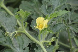 双桥花园吃瓜,夏日吃瓜盛宴，品味生活美好时光