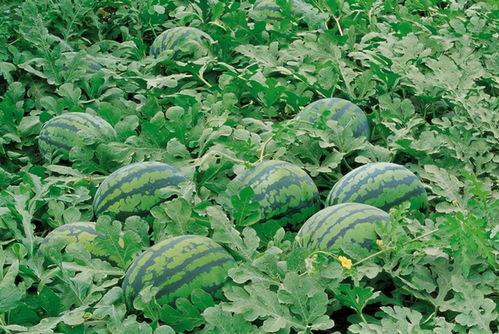 榕树旁吃瓜,夏日休闲时光