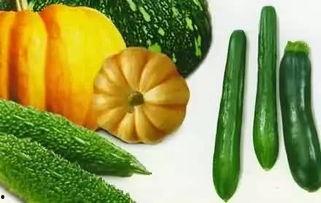 榕树旁吃瓜,夏日休闲时光