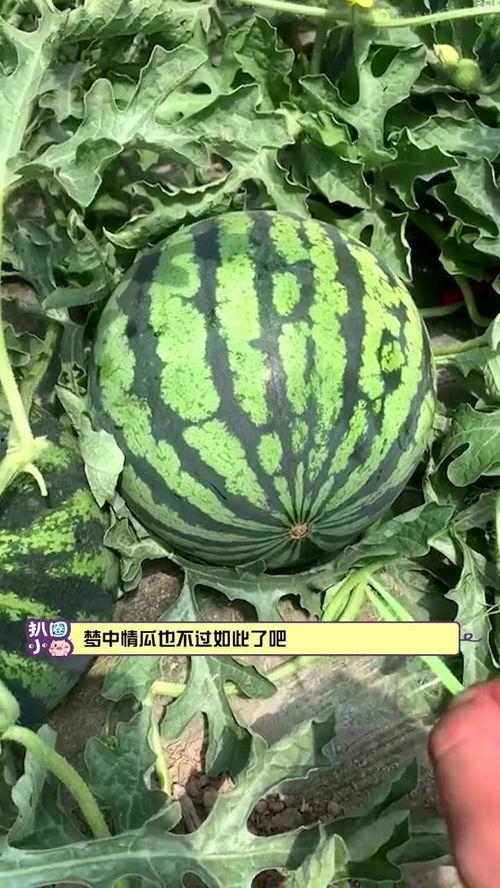吃西瓜梦中情瓜,揭秘“吃西瓜梦中情瓜”的独特魅力