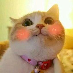 夏季头像猫咪吃瓜,吃瓜解暑乐无边