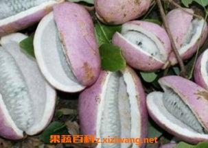 瓜婆娘吃八月瓜