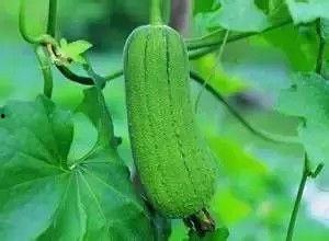 秋吃三瓜是指哪三瓜,秋季养生必备的三大瓜类推荐